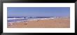 Seagulls On The Beach, Florida, Usa by Panoramic Images Limited Edition Print