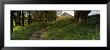 Path Running Through A Forest, Newton Wood, Yorkshire, England, United Kingdom by Panoramic Images Limited Edition Print