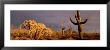 Organ Pipe Cactus National Monument, Arizona, Usa by Panoramic Images Limited Edition Pricing Art Print