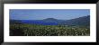Vineyards Near A Lake, Canandaigua Lake, Finger Lakes, New York State, Usa by Panoramic Images Limited Edition Print