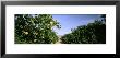 Crop Of Lemon Orchard, California, Usa by Panoramic Images Limited Edition Pricing Art Print