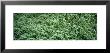 Close-Up Of Grass by Panoramic Images Limited Edition Print