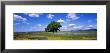 Single Tree In Field Of Wildflowers, Table Mountain, Oroville, California, Usa by Panoramic Images Limited Edition Print