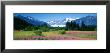 Fireweed, Mendenhall Glacier, Juneau, Alaska, Usa by Panoramic Images Limited Edition Print