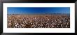 Cotton Field by Panoramic Images Limited Edition Print