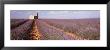 Lavender Field, Valensole Province, France by Panoramic Images Limited Edition Print