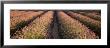 Rows Lavender Field, Pays De Sault Provence, France by Panoramic Images Limited Edition Pricing Art Print