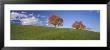 Cherry Trees On A Hill, Cantone Zug, Switzerland by Panoramic Images Limited Edition Print