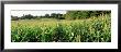 Cornfield, Baltimore County, Maryland, Usa by Panoramic Images Limited Edition Print