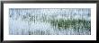 Reed Filled Pond, Isle Of Mull, Scotland, United Kingdom by Panoramic Images Limited Edition Pricing Art Print