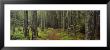 Lush Forest, Acadia National Park, Maine by Panoramic Images Limited Edition Print