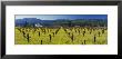 House In A Vineyard, Napa Valley, California, Usa by Panoramic Images Limited Edition Print