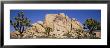 Low Angle View Of Trees And Rocks In A Park, Joshua Tree National Monument, California, Usa by Panoramic Images Limited Edition Print