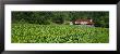 Barn In A Tobacco Field, Kentucky, Usa by Panoramic Images Limited Edition Print