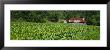 Barn In A Tobacco Field, Kentucky, Usa by Panoramic Images Limited Edition Print