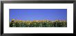 View Of Blossoms In A Sunflower Field, Marion County, Illinois, Usa by Panoramic Images Limited Edition Print