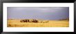 Elephant Herd, Maasai Mara Kenya by Panoramic Images Limited Edition Print