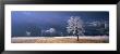 Trees With Frost, Franstanz, Tyrol, Austria by Panoramic Images Limited Edition Print