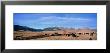 Herd Of Cattle Grazing In A Field, Steamboat Mountain, Montana, Usa by Panoramic Images Limited Edition Print