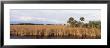 Cypress Tree, Big Cypress National Preserve, Everglades, Florida, Usa by Panoramic Images Limited Edition Print
