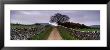 Stone Walls Along A Path, Yorkshire Dales, England, United Kingdom by Panoramic Images Limited Edition Print