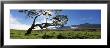 Koa Tree On A Landscape, Mauna Kea, Big Island, Hawaii, Usa by Panoramic Images Limited Edition Print