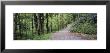Trail, Great Smoky Mountains National Park, Tennessee, Usa by Panoramic Images Limited Edition Print
