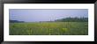 Yellow Trumpet Pitcher Plants In A Field, Apalachicola National Forest, Florida, Usa by Panoramic Images Limited Edition Print