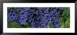 Grapes On The Vine, Napa, California, Usa by Panoramic Images Limited Edition Print