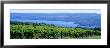 Vineyard, Finger Lakes, New York, Usa by Panoramic Images Limited Edition Pricing Art Print