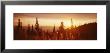 Firweed At Sunset, Whitefish, Montana, Usa by Panoramic Images Limited Edition Pricing Art Print