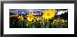 Daisies, Flowers, Field, Mountain Landscape, Snowy Mountain Range, Wyoming, Usa, United States by Panoramic Images Limited Edition Pricing Art Print