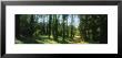 Trees In A Forest, Eucalyptus Tree, San Francisco, California, Usa by Panoramic Images Limited Edition Print