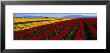 Tulip Field, Mount Vernon, Washington State, Usa by Panoramic Images Limited Edition Print