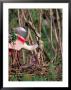 Roseate Spoonbill, Texas, Usa by Dee Ann Pederson Limited Edition Print