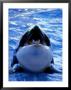 Killer Whale, Orcinus Orca Portrait by Brian Kenney Limited Edition Print
