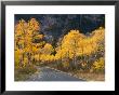 Aspen Trees On The Slopes Of Mt. Timpanogos, Wasatch-Cache National Forest, Utah, Usa by Scott T. Smith Limited Edition Print