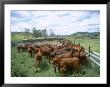 Herding Beef Cattle, Cattle Station, Queensland, Australia by Mark Mawson Limited Edition Print