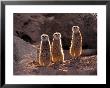 Meerkat In The Phoenix Zoo, Arizona, Usa by Charles Sleicher Limited Edition Print