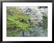 Sakura, Koishikawa Koraku-En Garden, Tokyo, Japan by Rob Tilley Limited Edition Print