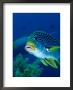 Diagonal Banded Sweetlips (Plectorhinchus Lineatus), Indonesia by Michael Aw Limited Edition Print
