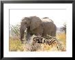 African Elephant And Zebra At Namutoni Resort, Namibia by Joe Restuccia Iii Limited Edition Pricing Art Print