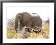 African Elephant And Zebra At Namutoni Resort, Namibia by Joe Restuccia Iii Limited Edition Print