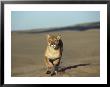 Mountain Lion, Felis Concolor Running Idaho by Alan And Sandy Carey Limited Edition Print