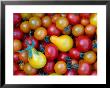 Tomatoes From Ballymaloe Cooking School, Shanagarry, Ireland by Oliver Strewe Limited Edition Pricing Art Print