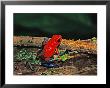 Strawberry Poison Dart Frog In The Rainforest, Costa Rica by Charles Sleicher Limited Edition Print