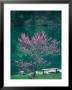 Lakeside Redbud Tree Blooms In Spring by Gayle Harper Limited Edition Print