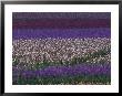 Bearded Iris Fields, Near Salem, Oregon, Usa by Darrell Gulin Limited Edition Print