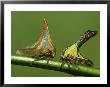 Thorn Bugs, Umbonia Crassicornis Male And Female, Florida by Brian Kenney Limited Edition Print