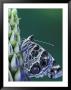 Painted Lady Butterfly On Lupine, Bloomfield Hills, Michigan, Usa by Darrell Gulin Limited Edition Print